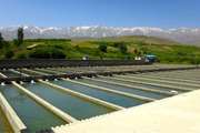 مزارع آبزی پروری کاشمر تحت رصد و پایش جدی تر قرار می گیرند
